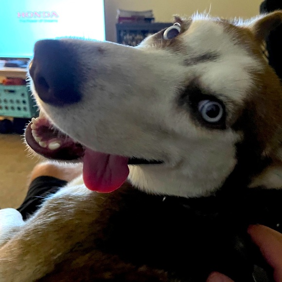 Meet your Posher, Natalie - Picture 1 of 1